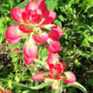 Meet your Posher, Lori